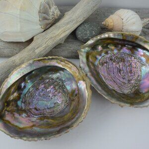Pair Large Abalone Shells, Natural Seashells